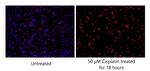 Cleaved Caspase 3 p17 Antibody in Immunocytochemistry (ICC/IF)