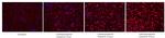 Cleaved Caspase 3 p17 Antibody in Immunocytochemistry (ICC/IF)