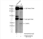 Cleaved Caspase 3 p17 Antibody in Immunoprecipitation (IP)