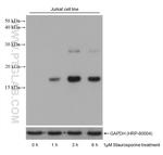 Cleaved Caspase 3 p17 Antibody in Western Blot (WB)