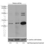 Cleaved Caspase 3 p17 Antibody in Western Blot (WB)