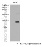 Cleaved Caspase 3 p17 Antibody in Western Blot (WB)