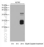 Cleaved Caspase 3 p17 Antibody in Western Blot (WB)