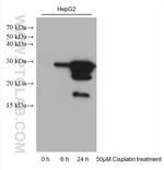 Cleaved Caspase 3 p17 Antibody in Western Blot (WB)