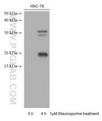 Cleaved Caspase 3 p17 Antibody in Western Blot (WB)
