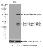 Cleaved Caspase 3 p17 Antibody in Western Blot (WB)
