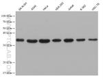 PTGDS Antibody in Western Blot (WB)