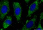 EIF2B1 Antibody in Immunocytochemistry (ICC/IF)