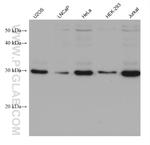 EIF2B1 Antibody in Western Blot (WB)