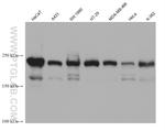 MYO18A Antibody in Western Blot (WB)
