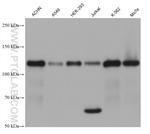 THEM4 Antibody in Western Blot (WB)