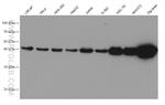 NDEL1 Antibody in Western Blot (WB)