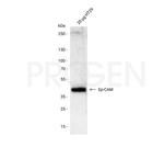 Ep-CAM Antibody in Western Blot (WB)