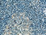 IL-6 Antibody in Immunohistochemistry (Paraffin) (IHC (P))