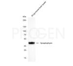 Synaptophysin Antibody in Western Blot (WB)