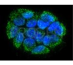 DNA Antibody in Immunocytochemistry (ICC/IF)