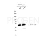 Cytokeratin 18 Antibody in Western Blot (WB)