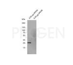 Uroplakin III Antibody in Western Blot (WB)