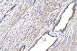 TGF beta 1 Antibody in Immunohistochemistry (Paraffin) (IHC (P))