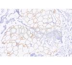 Perilipin 1 Antibody in Immunohistochemistry (Paraffin) (IHC (P))