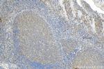 IL-10 Antibody in Immunohistochemistry (Paraffin) (IHC (P))