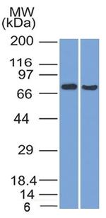 TCF4 (Transcription Factor 4) Monoclonal Antibody (TCF4, 1705)