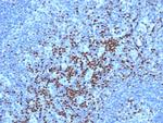 TCF7 Monoclonal Antibody (TCF7/7631)