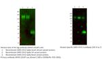 6x His Tag Antibody in Western Blot (WB)