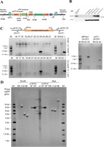 6x-His Tag Antibody in Western Blot (WB)