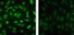 Phospho-JNK1/JNK2 (Thr183, Tyr185) Recombinant Rabbit Monoclonal Antibody (D12H7L17)