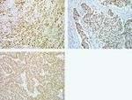 Phospho-SMAD1/SMAD5 (Ser463, Ser465) Antibody in Immunohistochemistry (Paraffin) (IHC (P))