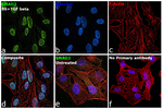 SMAD2 Antibody in Immunocytochemistry (ICC/IF)