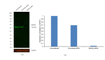 SMAD2 Antibody in Western Blot (WB)