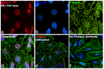SMAD2 Antibody in Immunocytochemistry (ICC/IF)