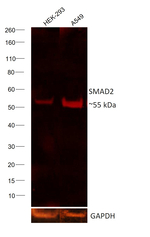 SMAD2 Antibody in Western Blot (WB)