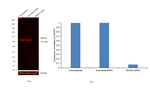 SMAD2 Antibody in Western Blot (WB)