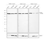 Vinculin Antibody in Western Blot (WB)