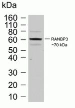 RANBP3 Antibody in Western Blot (WB)