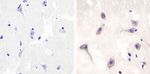 TRAF3 Antibody in Immunohistochemistry (Paraffin) (IHC (P))