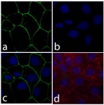 Claudin 18 Recombinant Rabbit Monoclonal Antibody (34H14L15)