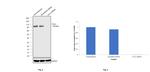 Cullin 2 Antibody in Western Blot (WB)