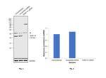 RAB11A Antibody in Western Blot (WB)