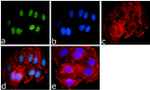 SUMO-3 Recombinant Rabbit Monoclonal Antibody (1H9L17)