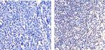 IRF2 Recombinant Rabbit Monoclonal Antibody (B-80 H53L46)