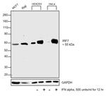 IRF7 Recombinant Rabbit Monoclonal Antibody (1H31L43)