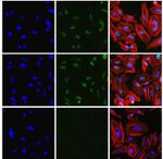 Phospho-AMPK beta-1 (Ser182) Recombinant Rabbit Monoclonal Antibody (9H26L42)