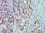 Phospho-AMPK beta-1 (Ser182) Antibody in Immunohistochemistry (Paraffin) (IHC (P))