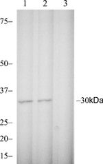 Phospho-AMPK beta-1 (Ser182) Antibody in Western Blot (WB)