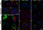 beta Amyloid Antibody in Immunohistochemistry - Free Floating (IHC (Free))