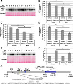 beta Amyloid Antibody in Western Blot (WB)